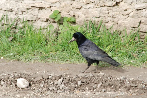 Common Raven Crow Crowbar Raven Corvus Corax — Fotografia de Stock