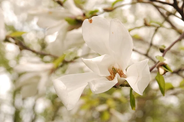 Magnolia Είναι Ένα Μεγάλο Γένος Φυτών Στην Οικογένεια Magnolia — Φωτογραφία Αρχείου