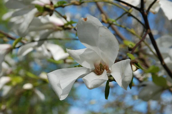 Magnolia Είναι Ένα Μεγάλο Γένος Φυτών Στην Οικογένεια Magnolia — Φωτογραφία Αρχείου