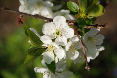 Bahar çiçekleri. Pricot, kayısı, sırık, daha fazla. Çiçek, çiçek.