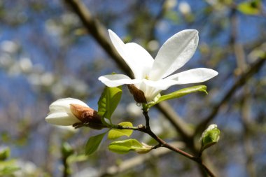 Magnolia, manolya familyasından büyük bir bitki cinsidir.