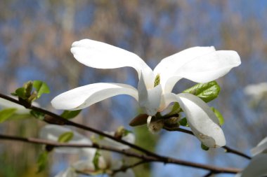 Magnolia, manolya familyasından büyük bir bitki cinsidir.