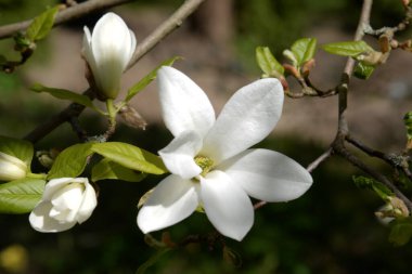 Magnolia, manolya familyasından büyük bir bitki cinsidir.