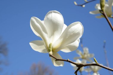 Magnolia, manolya familyasından büyük bir bitki cinsidir.