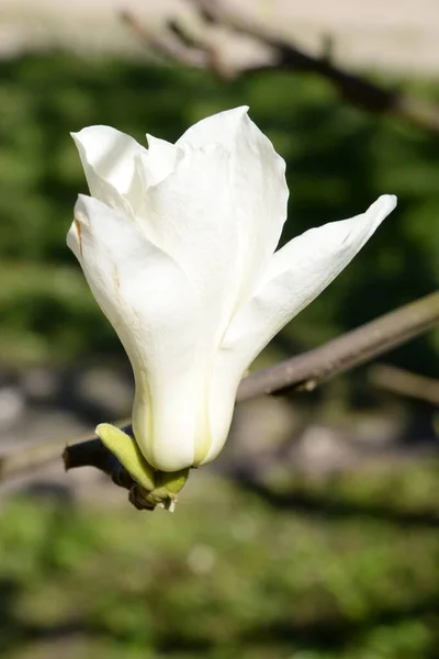 마그놀리아 Magnolia 식물의 — 스톡 사진
