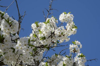 Bahar çiçekleri. Pricot, kayısı, sırık, daha fazla. Çiçek, çiçek.