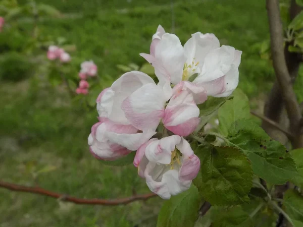 Розквітне Біле Яблуко Весна — стокове фото