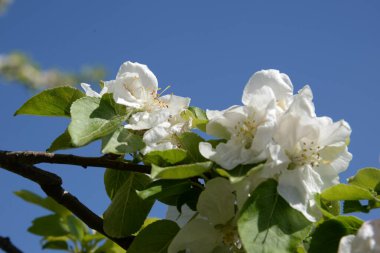 Beyaz elma çiçeği, bahar.