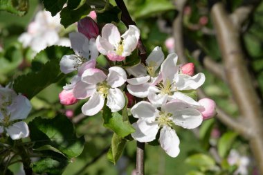 Beyaz elma çiçeği, bahar.