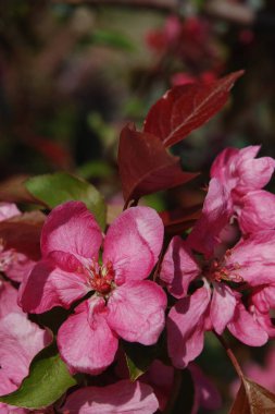 Kırmızı elmanın rengi