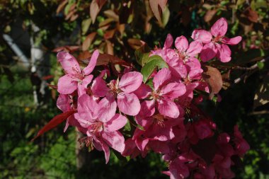 Kırmızı elmanın rengi