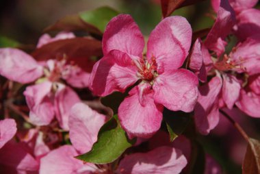 Kırmızı elmanın rengi