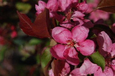 Kırmızı elmanın rengi