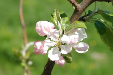 White apple blossom, spring