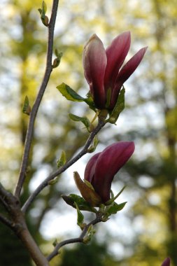 Magnolia, manolya familyasından büyük bir bitki cinsidir.