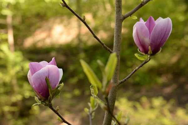Magnolia Een Geslacht Van Planten Uit Familie Magnolia Magnolia — Stockfoto