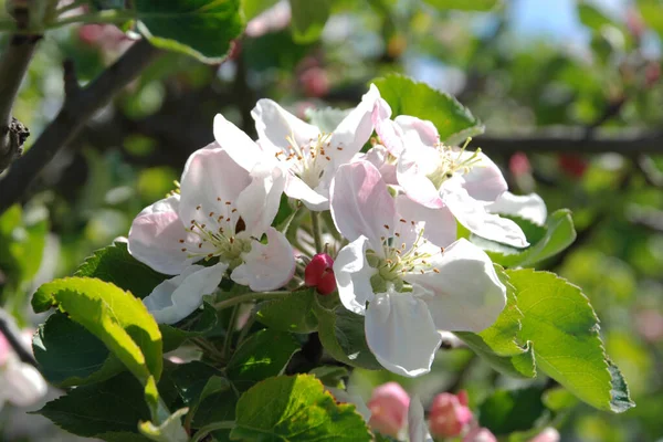 White Apple Blossom Spring — Fotografia de Stock