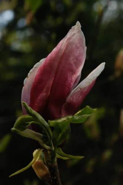 Magnolia Género Plantas Con Flores Perteneciente Familia Magnolia — Foto de Stock