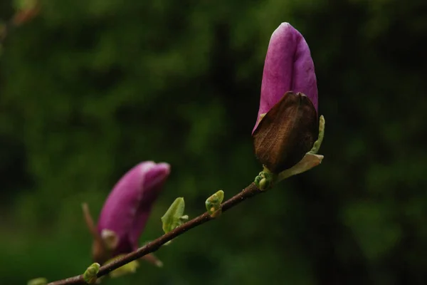 Magnolia Est Genre Plantes Famille Des Magnolia — Photo