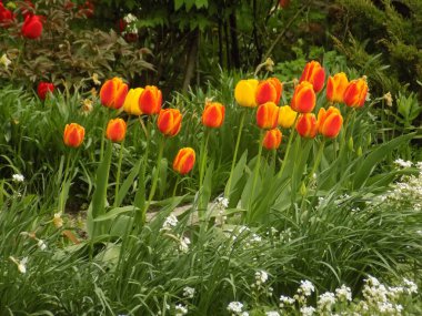 Bahçe lalesi (Tulipa gesneriana)          