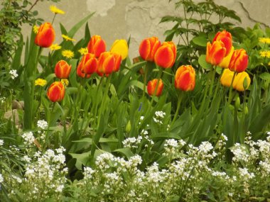 Bahçe lalesi (Tulipa gesneriana)          