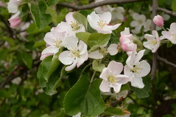 stock image White apple blossom, spring