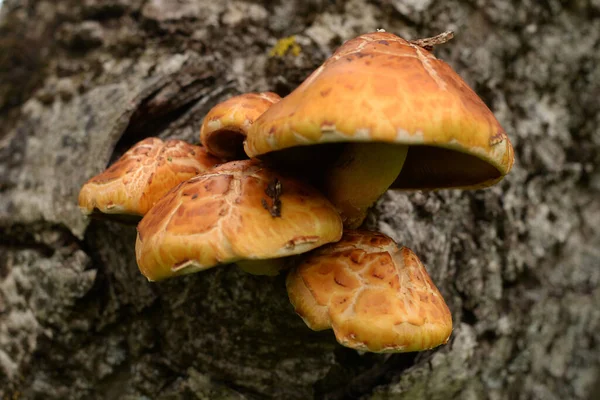 stock image Golden scale, Golden-furred mushroom (Pholiota aurivella)