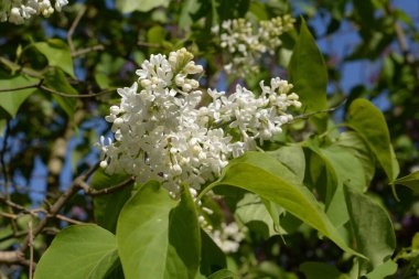 Sıradan yaban domuzu (Şırınga bayağılığı))