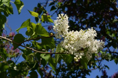 Sıradan yaban domuzu (Şırınga bayağılığı))