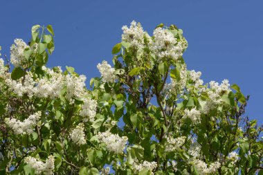 Sıradan yaban domuzu (Şırınga bayağılığı))