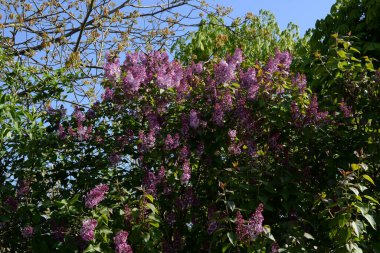 Sıradan yaban domuzu (Şırınga bayağılığı))