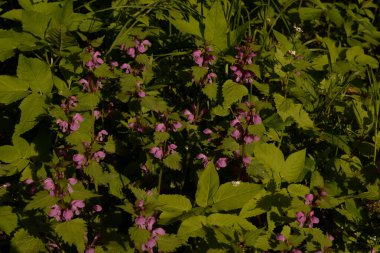 Isırgan otu (Lamium), ısırgan otu (Lamiaceae) familyasından bir bitki cinsidir.).