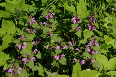 Isırgan otu (Lamium), ısırgan otu (Lamiaceae) familyasından bir bitki cinsidir.).