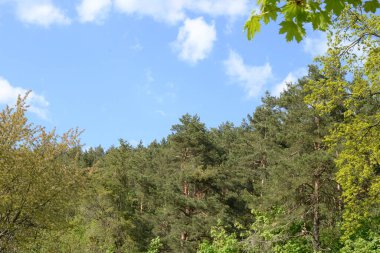 Eski bahar ormanı, genel manzara.