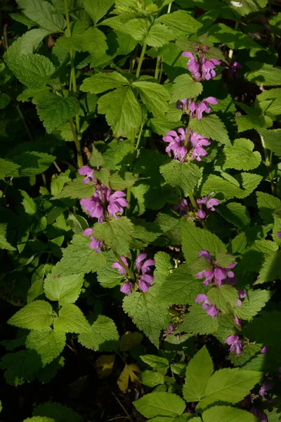 stock image Stinging nettle (Lamium) is a genus of herbaceous plants of the stinging nettle family (Lamiaceae).