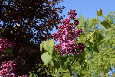 Sıradan yaban domuzu (Şırınga bayağılığı))