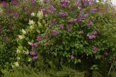 Sıradan yaban domuzu (Şırınga bayağılığı))