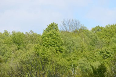 Eski bahar ormanı, genel manzara.