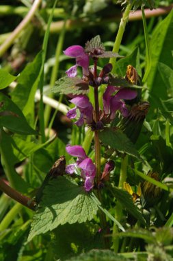 Isırgan otu (Lamium), ısırgan otu (Lamiaceae) familyasından bir bitki cinsidir.).