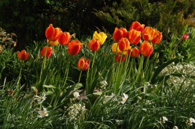 Bahçe lalesi (Tulipa gesneriana)