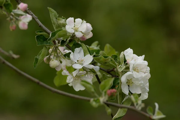 White Apple Blossom Spring — стоковое фото