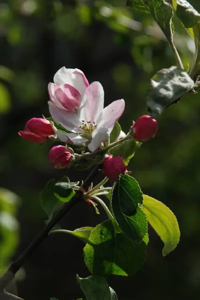 白苹果花 — 图库照片