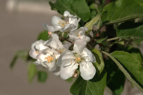 Fleur Pomme Blanche Printemps — Photo