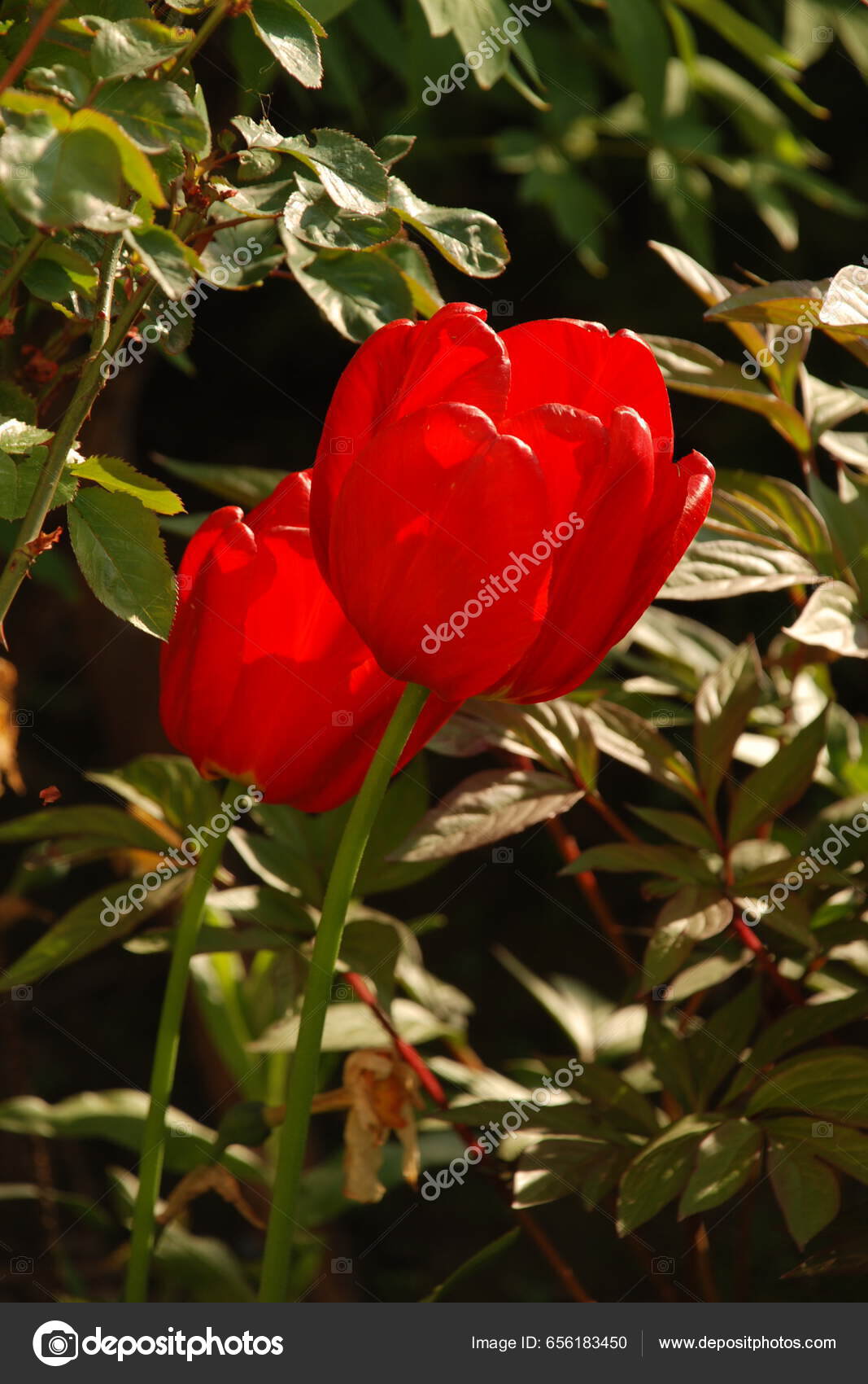 Flor fresca e brilhante de peão florescendo de perto