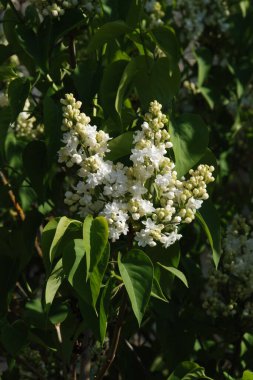 Sıradan yaban domuzu (Şırınga bayağılığı))