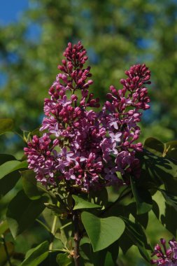 Sıradan yaban domuzu (Şırınga bayağılığı))