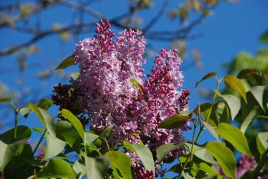 Sıradan yaban domuzu (Şırınga bayağılığı))