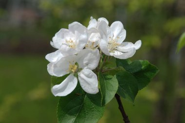 Beyaz elma çiçeği, bahar.