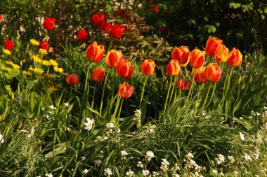 Bahçe lalesi (Tulipa gesneriana)