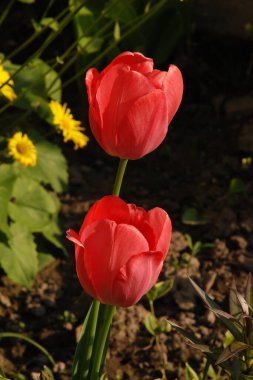 Bahçe lalesi (Tulipa gesneriana)